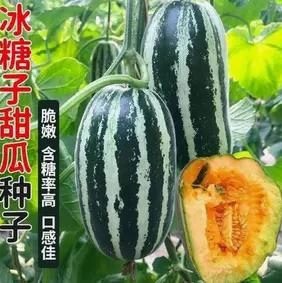 冰糖籽甜瓜种子家庭阳台小院盆栽地栽四季种植
