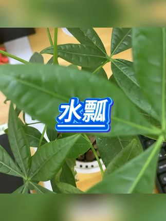 勺子 #厨房用品 #勺子 #汤勺 #家用 #厨具