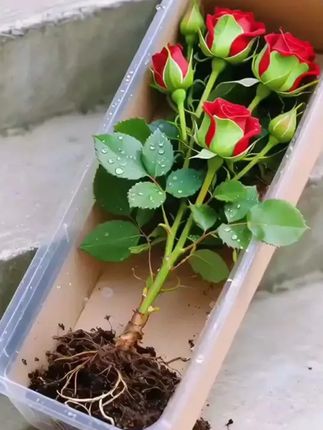 玫瑰花苗云南玫瑰老庄大苗四季开花大花阳台庭院盆栽地栽耐寒耐冻 玫瑰花苗云南玫瑰老庄大苗四季开花大花阳台庭院盆栽地栽耐寒耐冻