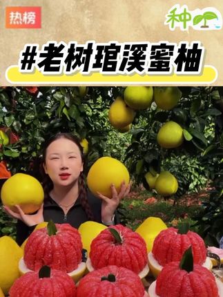 【老树琯溪蜜柚!】平和琯溪红心蜜柚新鲜采摘皮薄多汁坏果包赔 #琯溪蜜柚 #红心蜜柚 #新鲜应季水果 #现摘现发新鲜到家 #水果自由