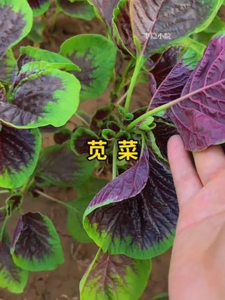 圆花叶红苋菜种子红苋菜种子家庭小院种菜阳台盆栽种植蔬菜种子 苋菜,营养丰富,多茬采收 #苋菜 种菜