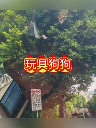 玩具狗狗会动儿童玩具电动真毛绒的电子会走路会叫的宠物狗女孩#电子小狗 #玩具推荐 #玩具 #儿童玩具 #儿童玩具推荐
