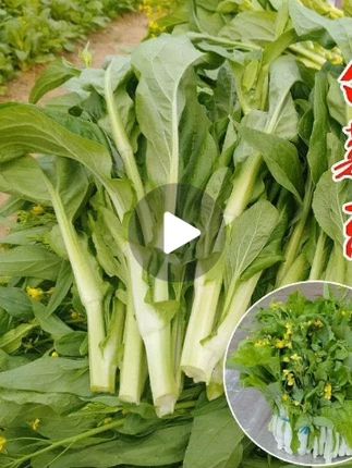 #白菜苔种子 #蔬菜种子 #阳台小院均可种植 #在家种菜