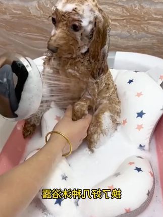狗狗沐浴露猫咪洗澡洗浴液留香美白洗发除臭杀菌除螨清洁宠物香波#沐浴露 #狗狗沐浴露 #洗澡液 #洗浴液 #宠物沐浴露