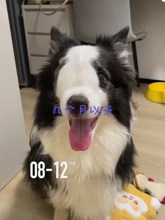 【买就送100g】爵宴纯鸭胸肉干meatyway鸡肉干低温烘焙磨牙狗狗零食#狗狗零食 #鸭胸肉干 #磨牙零食 #低温烘焙 #宠物零食