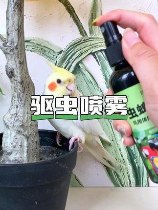 天气热了,想要小鸟健康就一定要做好驱虫#驱虫喷雾 #养鸟 @抖音小助手