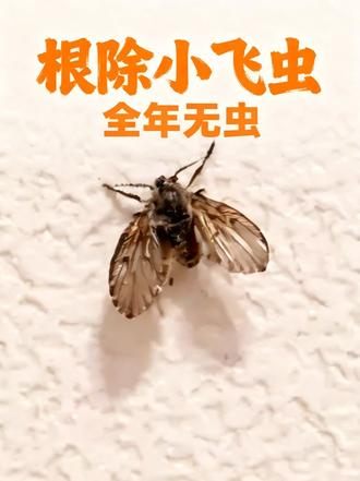第74集:家里小飞虫从哪来,怎么科学根除? #虫子#飞虫#昆虫#生物科普#涨知识