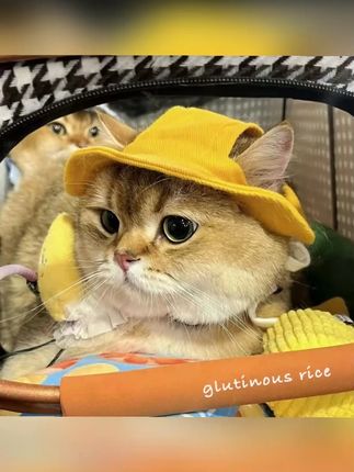 猫咪夏天防晒帽德文牛仔奶牛漏耳朵遮阳帽宠物渔夫帽子小狗狗头套
