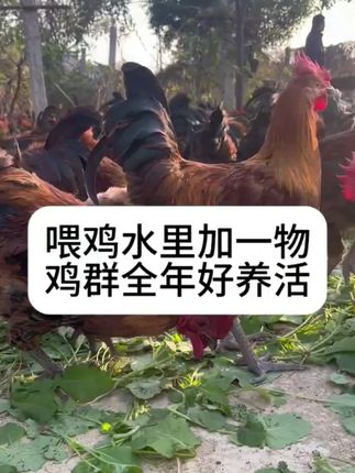 #农村养鸡人#科学养鸡#好物推荐🔥