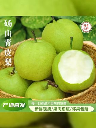 正宗砀山翠冠梨翠玉梨青皮蜜梨皇冠梨苹果梨雪梨新鲜水果现摘现发 #皇冠梨 #香甜可口 #脆甜多汁 #现摘现发新鲜到家 #砀山梨
