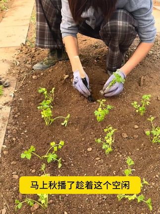 种完一茬菜后千万记得不要马上种菜,先撒点#生石灰 再深翻土壤,后期种菜漂漂亮亮的!#种菜小技巧 #生石灰 #我的小菜园