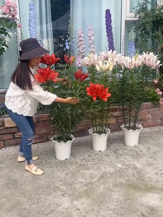 植物固定防倒伏花架子爬藤绣球撑花支架室外花园月季园艺支撑单杆 植物固定防倒伏花架子爬藤绣球撑花支架室外花园月季园艺支撑单杆#爱生活爱养花 #爱生活爱鲜花 #我的花花草草🌸🌸 #小院时光 #花卉绿植