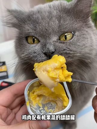 顽皮小金盾全家福主食大礼包太划算了!猫咪超爱吃,刷到赶紧薅~#顽皮wanpy #新手养猫 #猫罐头
