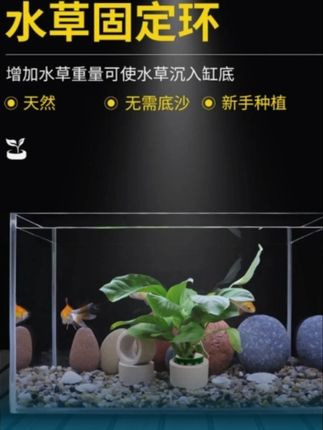 水草不用花钱买,剪棵绿萝就可以,#鱼缸定植环 #鱼缸种绿萝#定植环 #养鱼人 #水族