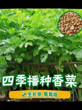 四季香菜南北方都能种,香味浓,平时炒菜做汤都需要!#蔬菜种子 #香菜种子 #四季蔬菜种子 #香菜种植