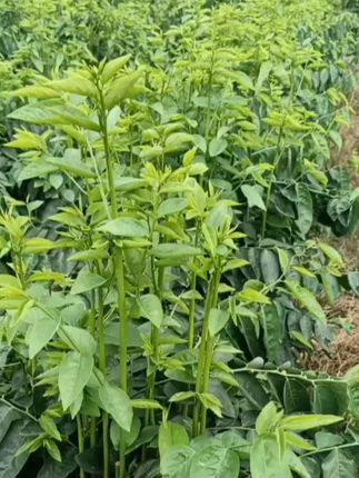 树仔菜,一种南方特有的蔬菜, 以嫩梢为菜,故名“树仔菜”,含有丰富的维 #乡村味道#美味下饭菜