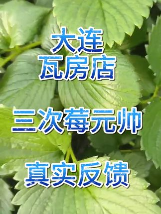 草莓种植技术交流 #草莓种植 #草莓种植基地 #草莓种植技术 #草莓花芽分化