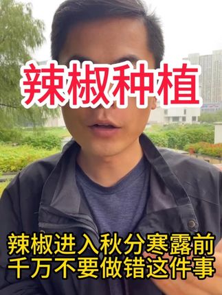 辣椒进入秋分寒露前千万不要做错这件事 #辣椒 #辣椒种植 #辣椒管理 #辣椒种植技术