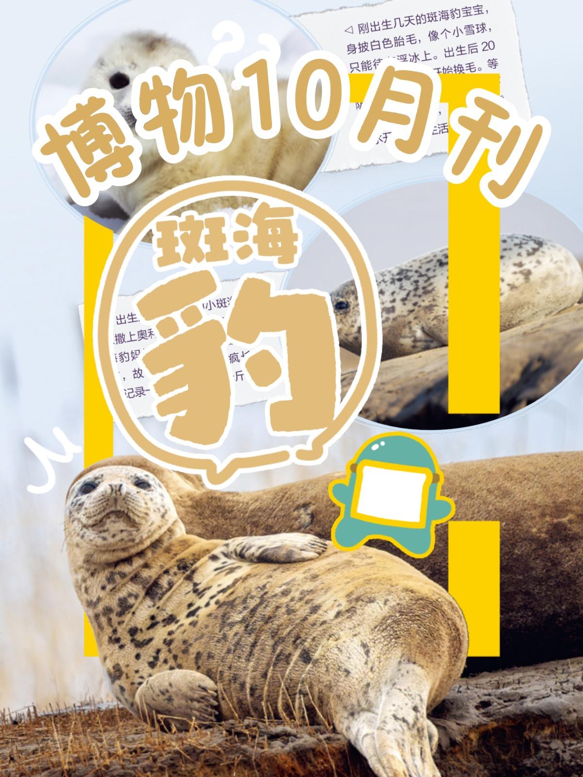 《博物》杂志十月刊看点,除了钓鱼佬们会喜欢的特别策划,本期还有一位重磅嘉宾——斑海豹#神奇动物在抖音 #科普 #动物世界 #博物杂志 #中国国家地理博物文创