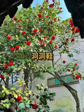 可开车男士洞洞鞋,防滑防臭,不响,#质量杠杠的好  #强烈推荐 #男士神仙单品 #在抖音入手的好东西 #无限回购的宝藏单品