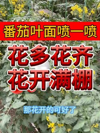 花肥花促花肥到底好用吗? #三农 #促花保果 #西红柿种植 #农业种植 #农资肥料