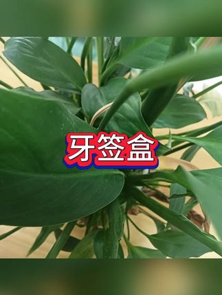 小兔子自动牙签盒 #家居好物 #高颜值设计 #厨房必备 #牙签筒 #创意小物