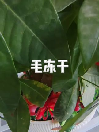 云杉排毛冻干猫零食去毛化毛球天然健康猫草美味营养猫咪狗零食 #排毛冻干 #猫咪排毛 #萌宠好物 #猫咪零食 #冻干