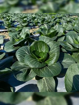 黑宝苏州青种子上海青种籽蔬菜种子油菜简单青菜耐热上海青#上海青 #上海青种籽 #种子 #蔬菜种子 #种子种苗
