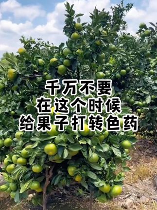 千万不要在这个时候给果子打转色药 #柑橘着色 #柑橘着色增甜 #柑橘管理 #柑橘种植