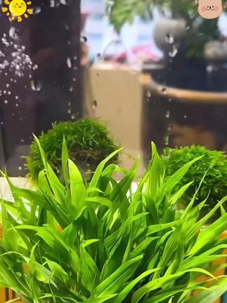 这个能净化水质的南美青竹水草可就太神奇了,生命力特别旺盛,生长速度特别快,关键是特别好养活!#水族  #水草 #养鱼日记  #鱼缸里的大自然  #南美青竹