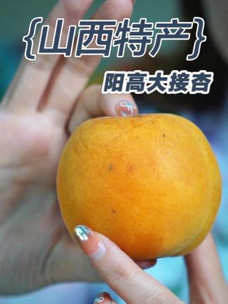 山西特产-阳高大接杏 头茬阳高大接杏来啦!酸酸甜甜超好吃#新鲜应季水果 #快来一起尝个鲜 #优质农产品 #山西 #阳高大接杏