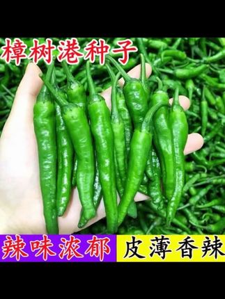 【樟树港辣椒种子】家庭阳台小院盆栽地栽四季种植 #纯天然绿色蔬菜 #辣椒🌶 #农产品 #抖音助农 家庭阳台小院盆栽地栽四季种植
