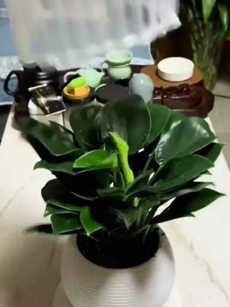 #花卉绿植 #爱生活爱养花 #室内盆栽 #园艺生活