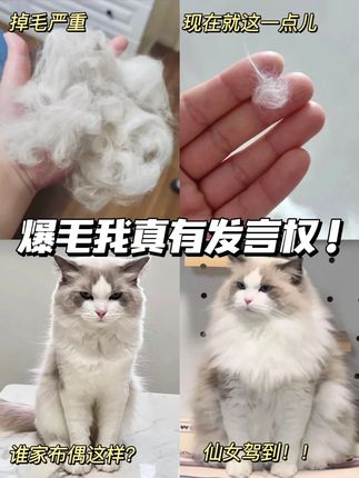 谁说布偶不掉毛?!还好我有妙计! #萌宠好物 #养猫人 #猫粮推荐 #蓝爪 #美毛猫粮
