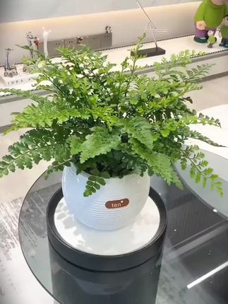 吉姆蕨网红植物盆栽绿植室内茶室盆景花卉水培蕨类观叶好养盆栽花#花卉绿植盆栽 #室内盆栽 #吉姆蕨盆栽 #植物养护技巧 #盆栽绿植