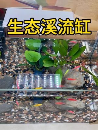 鱼缸就是毛坯房,全套造景全套设备带回家,就是精装房~~ #养鱼养心 #空气缸 #超白鱼缸 #鱼缸里的大自然
