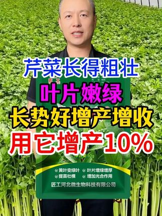 芹菜长得粗壮,叶片嫩绿,长势好增产增收,用它增产10%