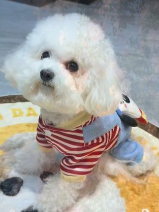 天气越来越凉了,毛孩子保暖舒适的四脚衣安排上#宠物衣服 #狗衣服 #我家毛孩子