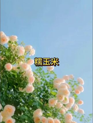 #粗粮 #玉米#黄糯玉米