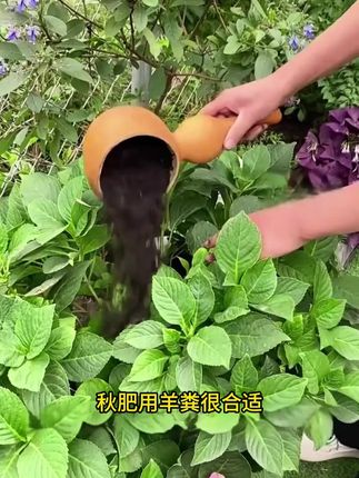 再懒再忙给家里的追施一波有机肥,它有利于花卉一年中的长势#立秋 #花卉绿植#爱生活爱养花#羊粪肥#育景源