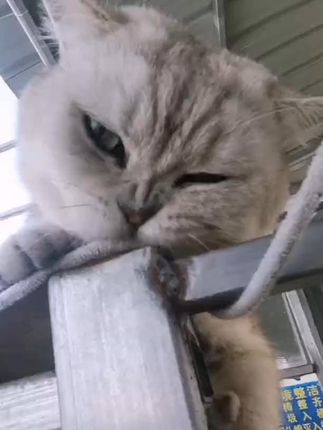 我被骗了 #猫咪吃饭 #猫粮推荐 #小猫