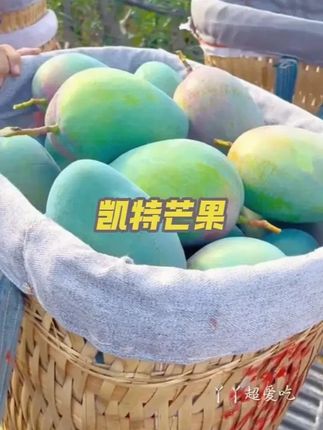 凯特芒果大丰收,便宜给你发一箱… 凯特芒果大丰收,便宜给你发一箱…#凯特芒果 #攀枝花芒果 #凯特芒果大丰收 #凯特芒
