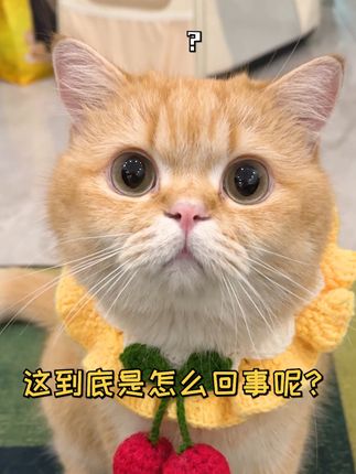 一只鱼蛋仔🐱