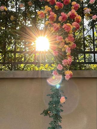 YOUMIAONI秋季新款琥珀流光透气休闲板鞋低帮做旧时尚复古厚底鞋#复古 #舒适 #百搭 #休闲 #时尚