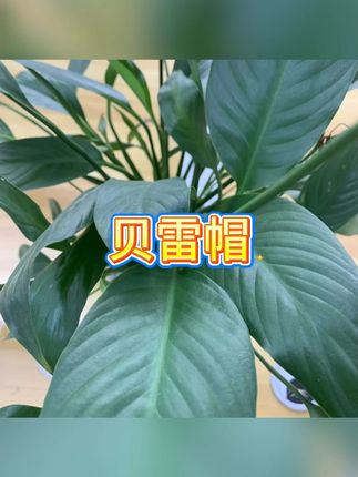 贝雷帽 #童装搭配 #儿童配饰 #秋冬时尚 #韩版潮流 #低糖煲