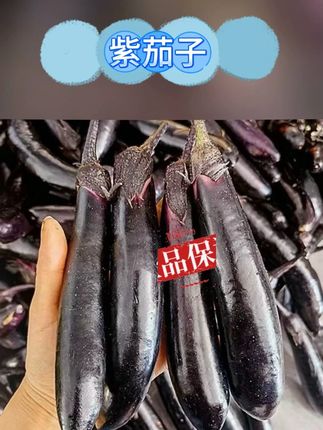 东北紫裤茄子 2斤/5斤装 农家自种新鲜采摘紫裤茄子可生吃 #蔬菜 #茄子 #家乡的味道 #家乡美食 #快来一起尝个鲜 @DOU+好生意 @DOU+小助手 @DOU+上热门