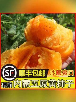 (顺丰包邮)内蒙古五原黄色西红柿番茄3斤生吃新鲜采摘#内蒙古西红柿 #新鲜采摘 #生吃西红柿 #五原西红柿 #顺丰包邮