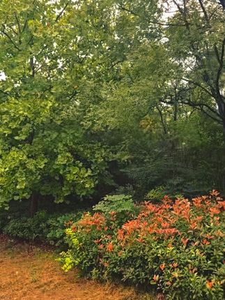 #人生处处是风景 #好看的花一定要分享给你 #一些属于夏天的光影 #大自然的美丽风景
