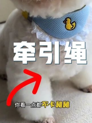 夏天遛狗一款轻便的牵引绳更好用 #牵引绳是狗的生命线 #狗狗胸背牵引绳 #遛狗牵绳 #养狗经验分享 #小狗牵引绳背心式