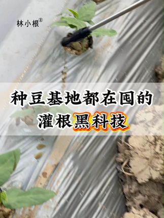 豆子不黄叶,不烂根的方法 #豆角种植#豆角高产技术#豆角种植的方法与技术